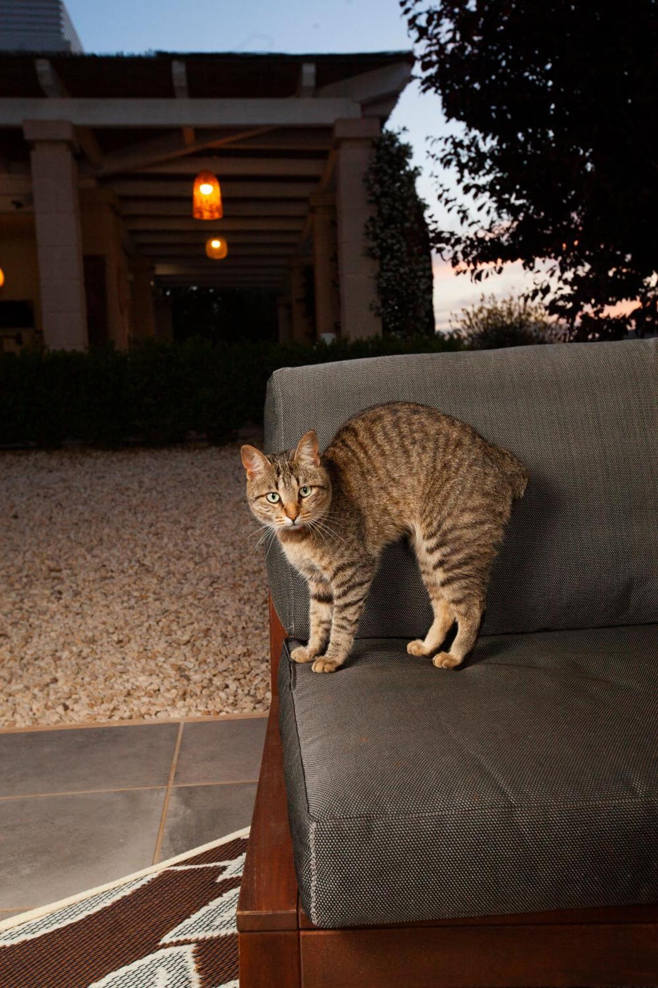 コンヴェルサーノ Casa Mia In Pugliaゲストハウス エクステリア 写真